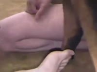 Two men are sucking each other and blowing a doggy
